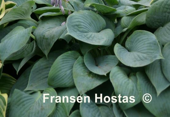 Hosta Heart Throb